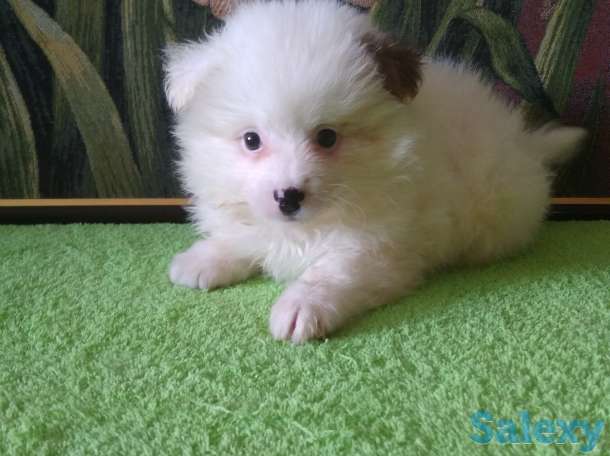 Продам мальчишек шпицов, фотография 2