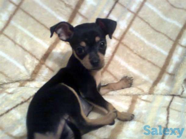 Щенки той-терьера, фотография 1