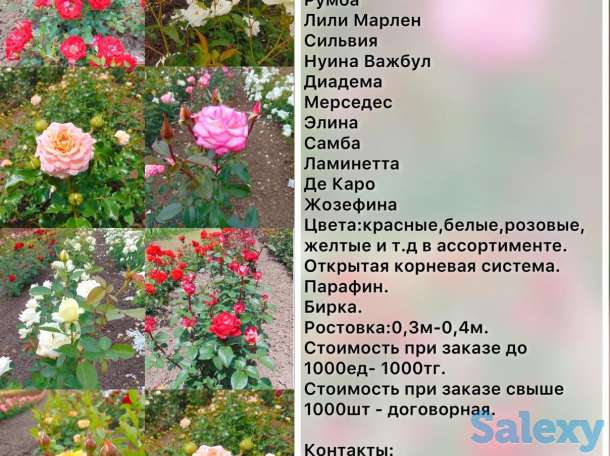 Саженец розы чайно - гибридные среднерослые Сербия, фотография 10