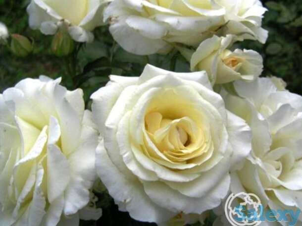 Роза шнеевальцер плетистая, топалович, фотография 1