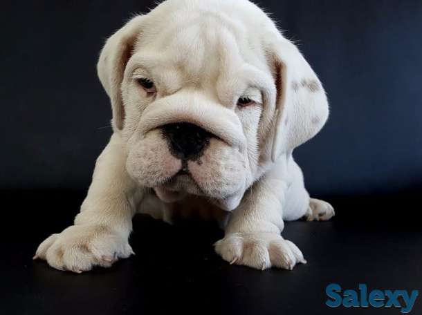 Ласковый и нежный зверь, фотография 2