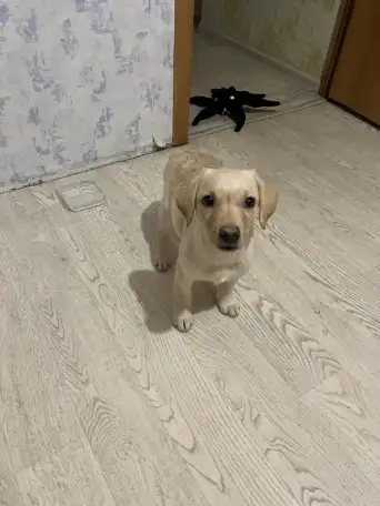 Продам лабрадора 2,5мес., фотография 5