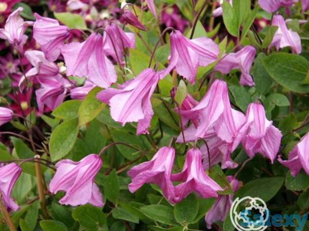 Клематис аленушка (3), фотография 1