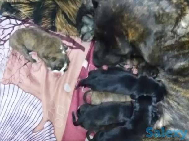 щенки питбультерьер, фотография 5