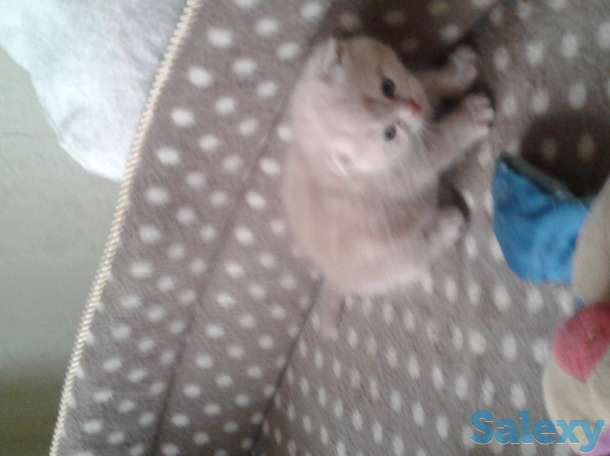Продам породистых котика, фотография 3