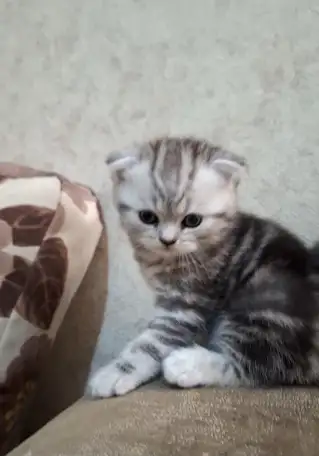 Котята породистые, фотография 1