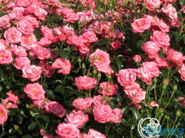 Роза белла роза, кордес, фотография 1