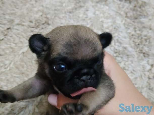 продам щенков породы мопс, фотография 4