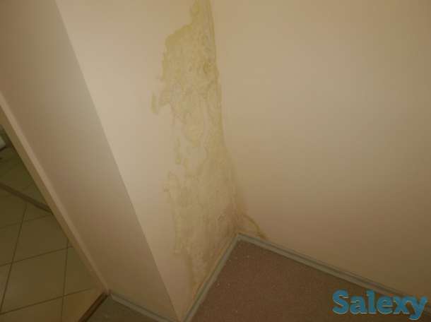 профессиональная борьба с плесенью грибком и мхом, фотография 2