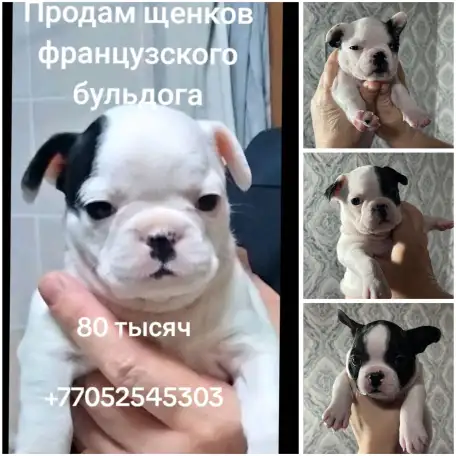 Ищем хозяина для ребят, фотография 2