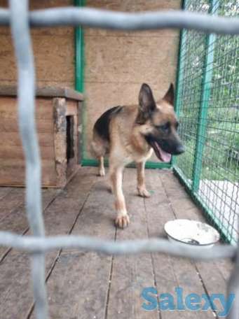 Щенок немецкой овчарки!, фотография 2