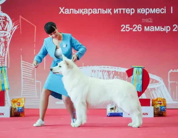 Щенок белой швейцарской овчарки, фотография 9