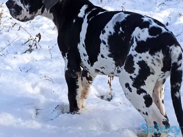 Продам щенков немецкого дога, фотография 6