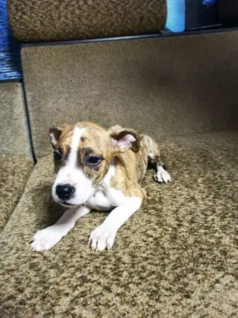 Продажа Американский Стаффордширский терьер, фотография 1