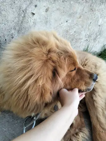 Собачьи царь! Тибетский мастиф! Гордость хозяев!, фотография 3