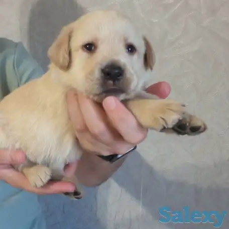 Продаются щенки Лабрадор ретривер, фотография 9