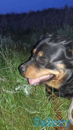 Мкр Жайнак (новостройка), фотография 2