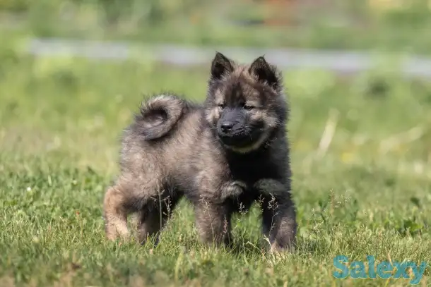 Евразиер! Очень редкая порода!, фотография 6