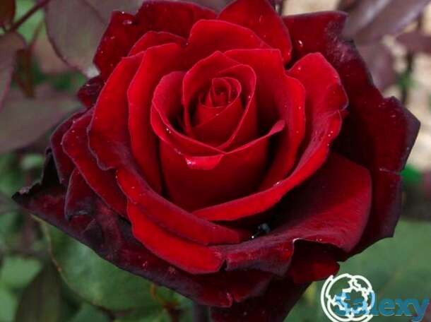 Роза баркароле чайно-гибридная, тантау, фотография 1