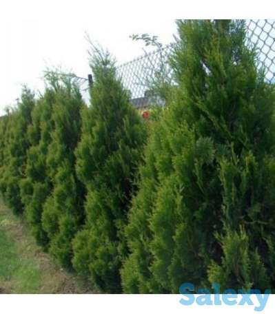 Саженцы -Туя 0,8 - 1 м, фотография 6