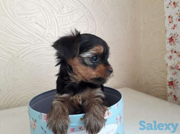 Очаровательные щенки йорка, фотография 9