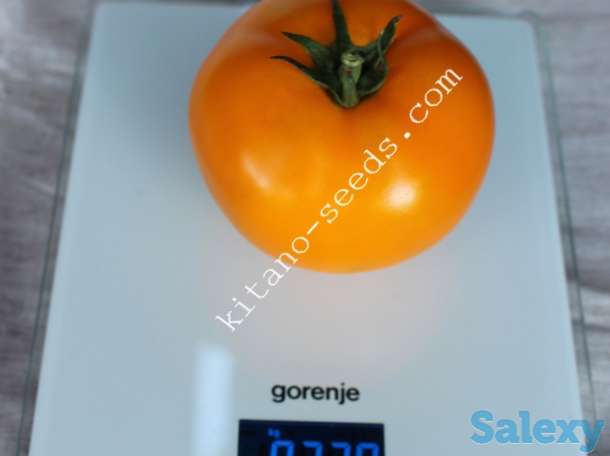 Семена желтого тепличного томата ЯМАМОТО F1, KITANO SEEDS, фотография 2