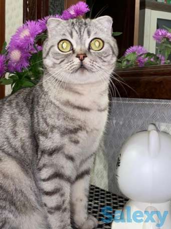 Продам котят мальчиков и девочек., фотография 13