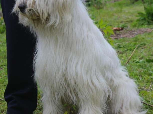 Продам щенков южнорусской овчарки, фотография 4