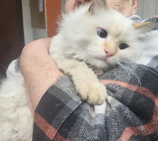 Симпатичный котенок ищет добрых хозяев, фотография 1