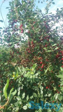 Продам дачу, С/ о Факел, фотография 1