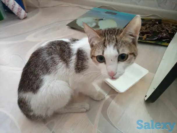 Сегодня мне повезло. Помогите еще раз, фотография 2