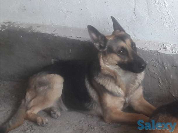 Продам щенков Немецкой овчарки, фотография 5