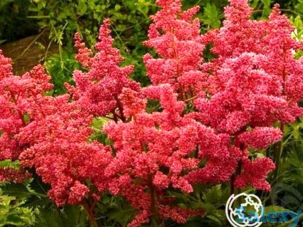 Астильба Анита Пфайфер арендса, фотография 1