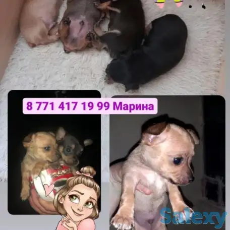 Имеются в продаже мини тойтельерчики,  отличный друг для ваших близких, игривые смышленые кушают сами, хвостики  купиров, фотография 1