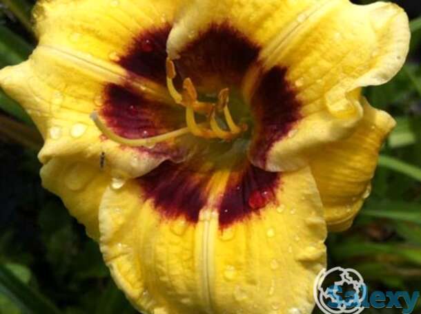 Лилейник Джейсон Салтер, фотография 1