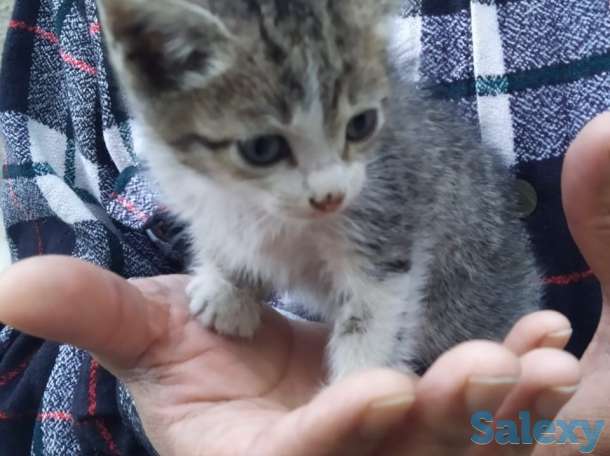 Отдам котят в хорошие руки, мать примесь турецкого вана, фотография 2