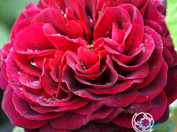 Роза астрид графин фон харденберг кустарниковая, тантау, фотография 1