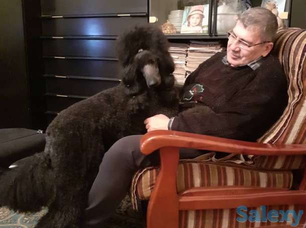 щенки королевского пуделя, фотография 4