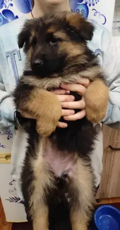 Щенки 100 немецкой овчарки, фотография 6