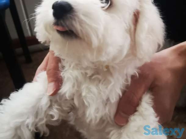 Продажа щенков Бишон Фризе, фотография 2