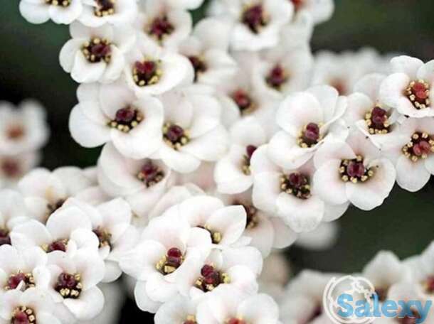 Бадан бах, фотография 1