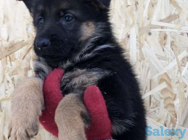 Щенки немецкой овчарки с родословной., фотография 4