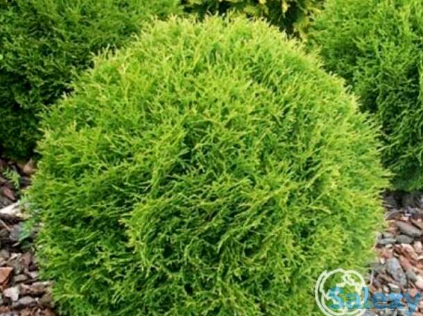 Туя шаровидная даника., фотография 1