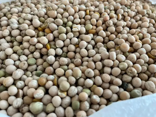Горох (peas), фотография 2
