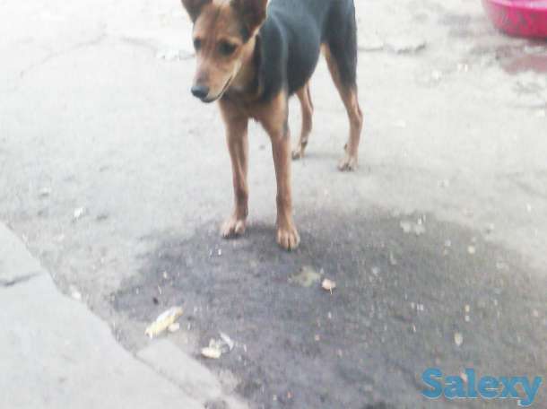 Отдам собаку в хорошие руки!, фотография 3