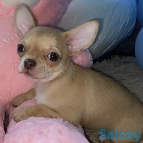Чихуахуа щенки, фотография 1