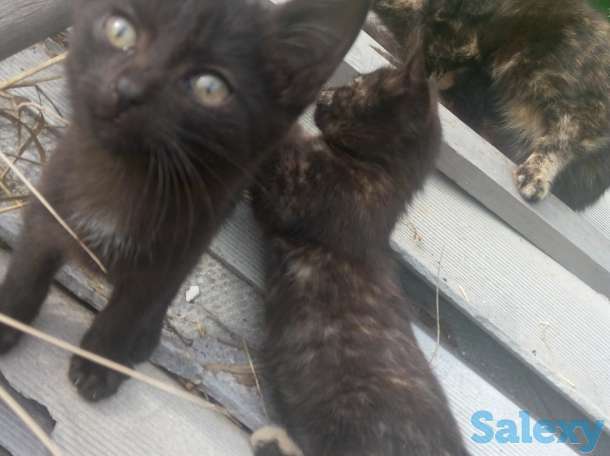 Дарю котят, фотография 2