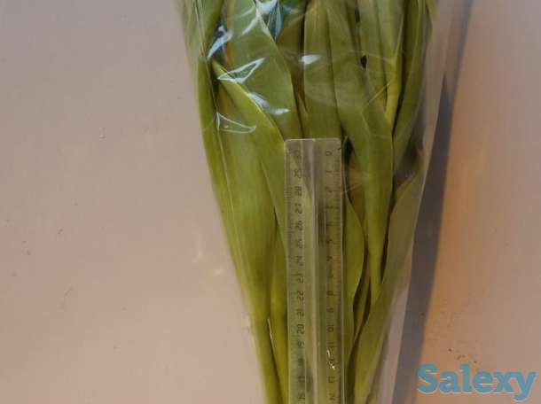 Тюльпаны оптом, фотография 6