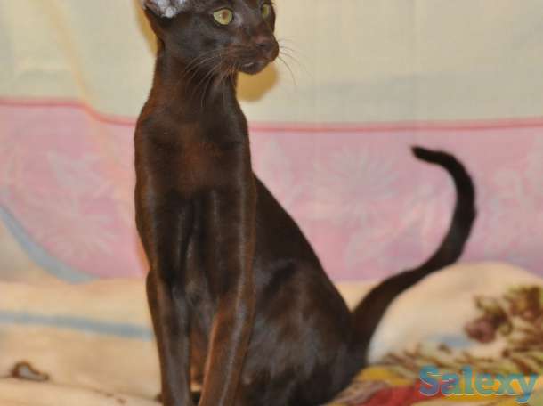 Ориентальные котята, фотография 7