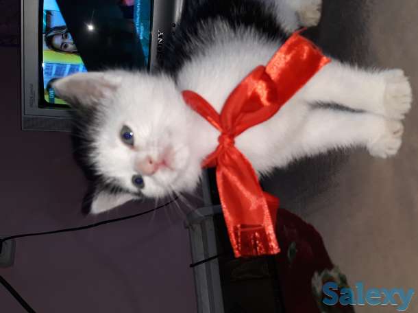 Отдам котят в добрые руки, фотография 2